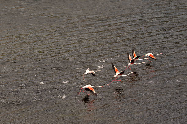 A group of greater flamingos (Phoenicopterus roseus) runs across the rippling surface of Lake Bafa, wings extended in unison as they gain speed for takeoff. The splashes of water trace their synchronized movement, capturing the elegance and rhythm of flight over the lake’s reflective surface.