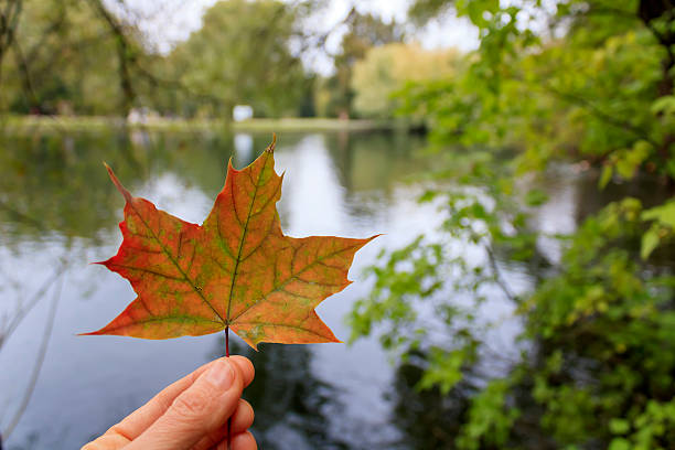 istock Autumn leaf in hand in front of pond 2240392504