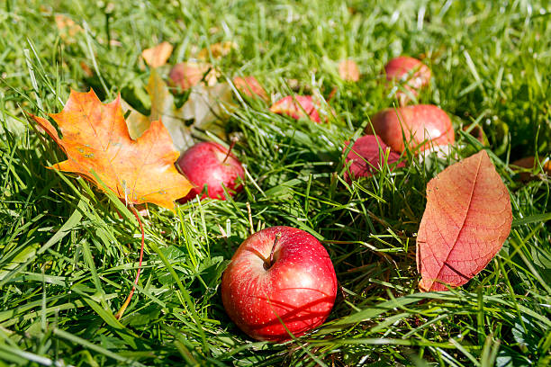 Red apples among autumn leaves on green grass