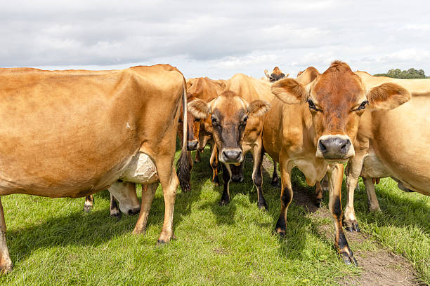 istock Jersey cattle, authentic british breed, herd close together, nosy approaching eye contact 2240392726