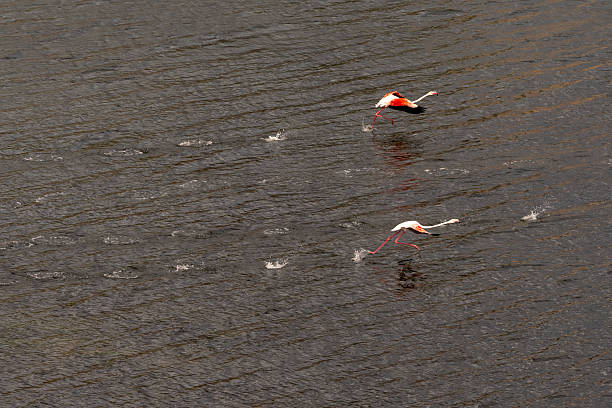 A group of greater flamingos (Phoenicopterus roseus) runs across the rippling surface of Lake Bafa, wings extended in unison as they gain speed for takeoff. The splashes of water trace their synchronized movement, capturing the elegance and rhythm of flight over the lake’s reflective surface.