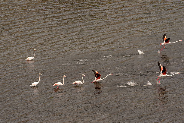 A group of greater flamingos (Phoenicopterus roseus) runs across the rippling surface of Lake Bafa, wings extended in unison as they gain speed for takeoff. The splashes of water trace their synchronized movement, capturing the elegance and rhythm of flight over the lake’s reflective surface.