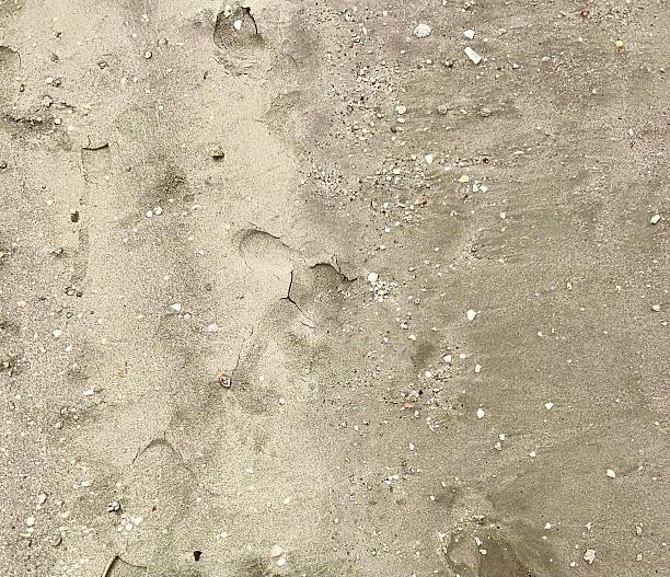 istock Close-Up of Sandy Beach Texture with Footprints and Shells 2240393139