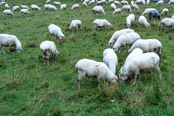 Few sheep seen from above during summer day
