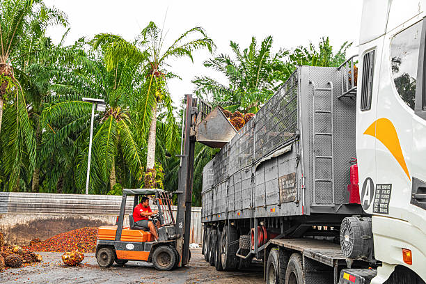 Selangor, Malaysia. 25. 08. 2024. worker operates a forklift to unload harvested palm oil fruit bunches at processing facility. background shows tall palm trees, indicating plantation setting in Asia