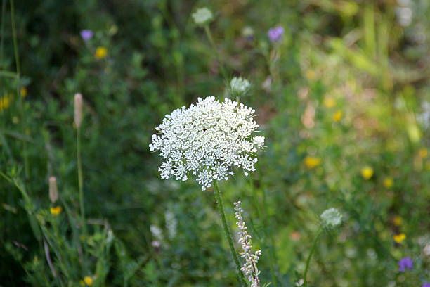 istock White Queen Anne's Lace flower on blurred green background 2240394968