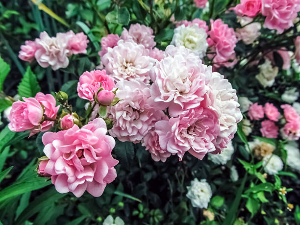 Charming pink The Fairy roses in bloom. Perfect for backgrounds, cards, or adding a touch of floral beauty to your projects