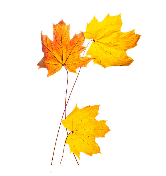 istock Bouquet of three autumn maple leaves on a white background. 2240396231