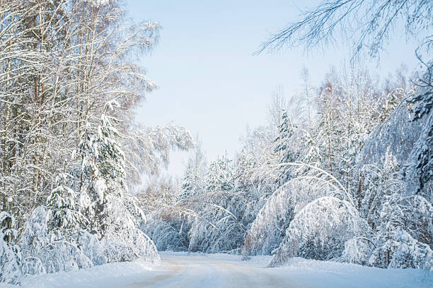 istock Leaning trees after a heavy snowfall. Spruce, pine, and birch trees. Winter forest in snow. 2240396278