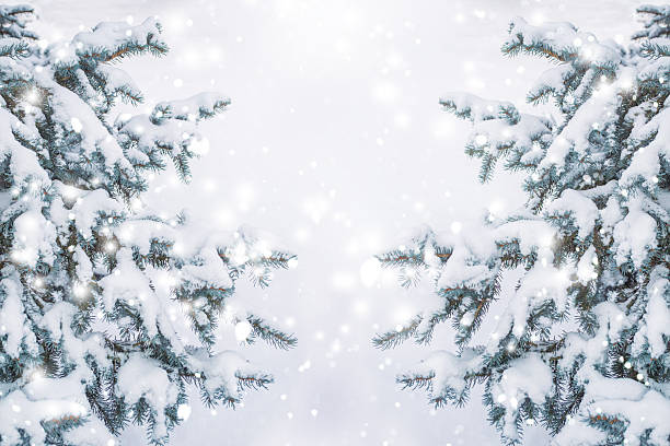 istock Christmas frame. Spruce branches in the fluffy snow. Winter forest. Landscape. 2240396371
