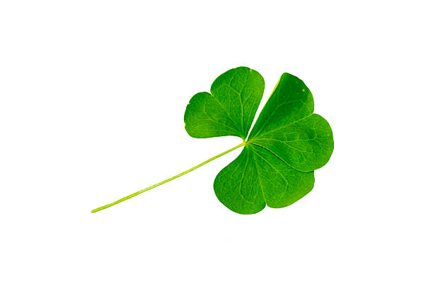 istock green clover leaves isolated on white background. St.Patrick 's Day 2240396905