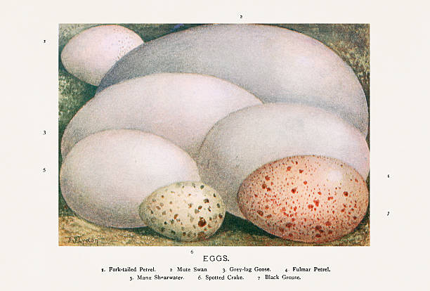 Vintage bird eggs illustration, detailed color plate from a natural history book published in London, 1896.