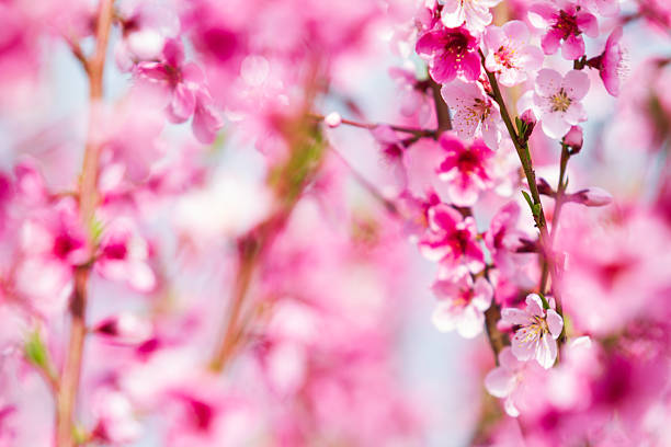 Beautiful pink peach blossoms. Peach orchard in bloom