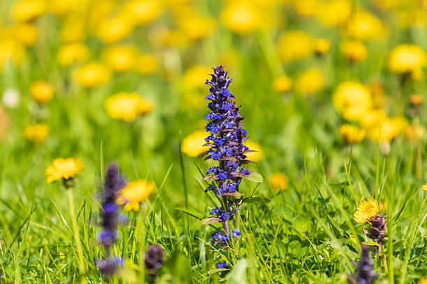 Orchid - purple flower on a green meadow