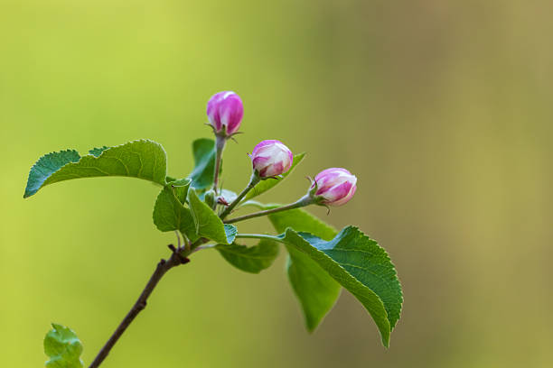 Colorful flower bush in the sun. Nice bokeh
