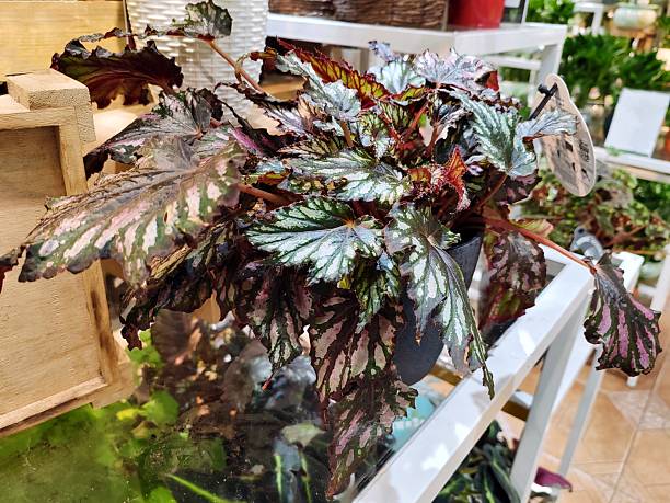 istock Begonia ‘Garden Angel Blush’ 2240403373
