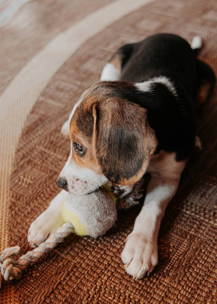 istock Playful Beagle Puppy Running and Exploring Outdoors 2240405660