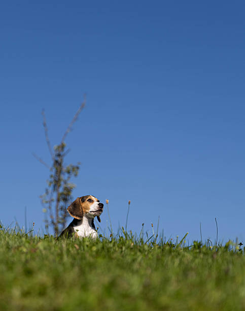 A lively beagle puppy joyfully runs and explores in a sunny outdoor setting. The energetic puppy is curious and playful, sniffing the grass, chasing its tail, and discovering the surroundings. Perfect image capturing the innocence, curiosity, and playful spirit of a young dog in nature.