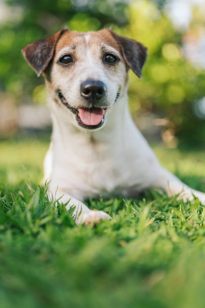 istock small brown and white dog lying outdoors under natural sunlight 2240405866