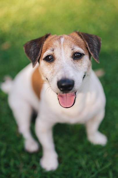 istock jack russell terrier resting on grass looking gently at camera in sunshine 2240406023