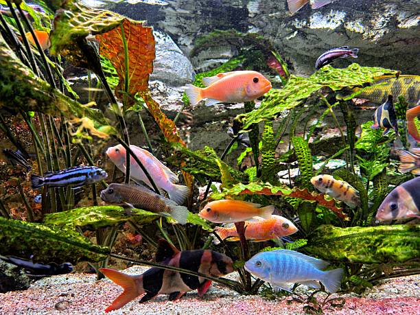 A colourful underwater scene in a freshwater aquarium, featuring a variety of tropical fish, predominantly vibrant cichlids, swimming amongst lush green and reddish aquatic plants. The composition is dynamic, showing different species, including orange, pink, blue, and black/orange patterned fish, in a rocky, planted habitat.