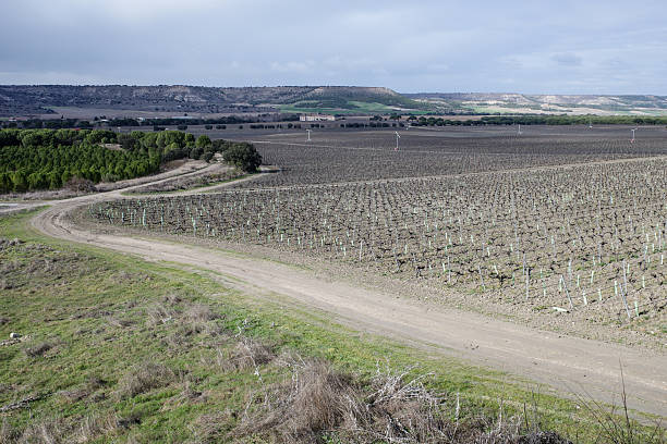 Sardon de Duero, Spain - 5 March 2025: Vineyards of Abadia Retuerta, Castilla Leon