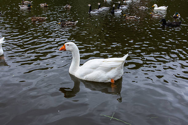 istock White-fronted Geese or specklebelly geese floating on the surface of a pond in summer 2240407191