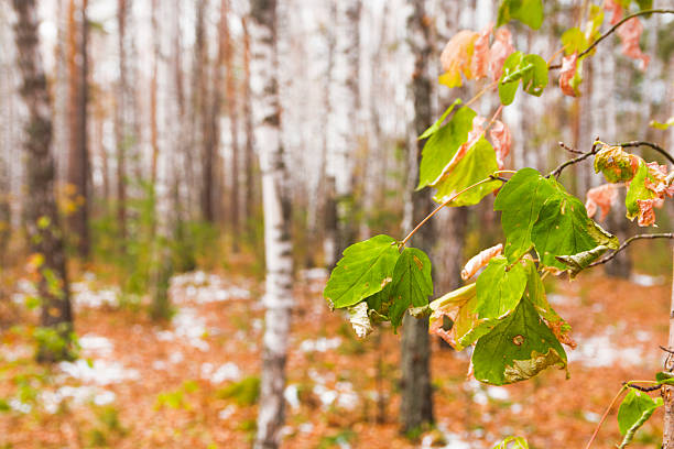 Yellow birch leaves in winter.