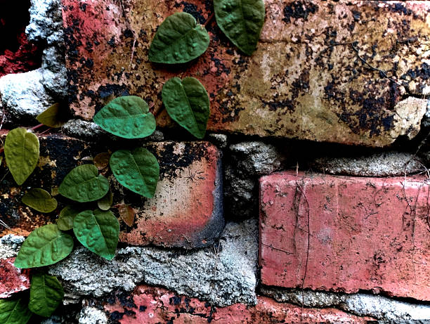 Green plants cover the old red brick walls