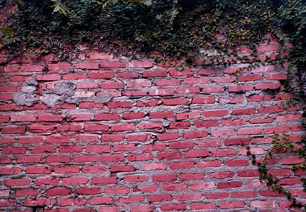 Old wall with dead ivy