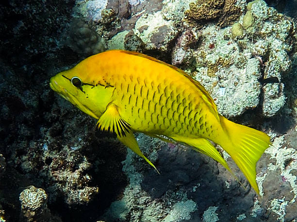 istock Sling-jaw wrasse 2240413838