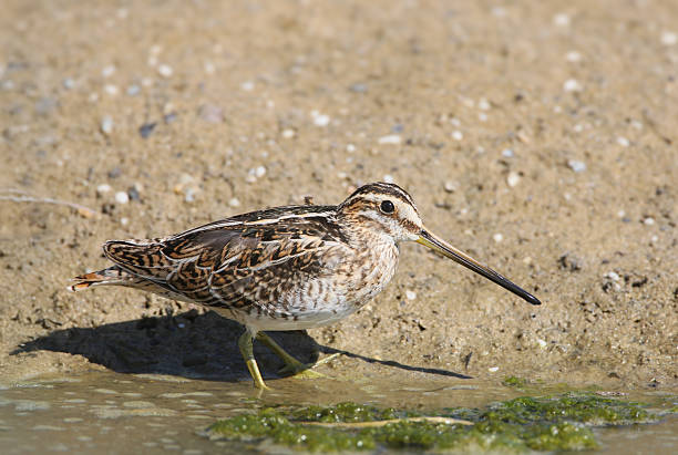 istock The common snipe (Gallinago gallinago) 2240416399