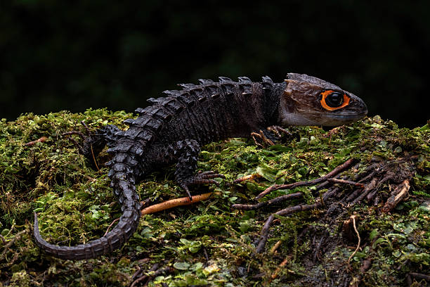 Margarita leaf-toed gecko lizard in the breathtakingly beautiful Tayrona National Park at the base of the Caribbean Sea and Sierra Nevada de Santa Marta mountains in Colombia, South America.