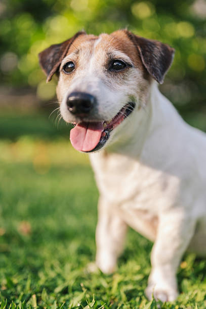 istock curious jack russell terrier portrait looking directly at camera with blurred meadow 2240417548