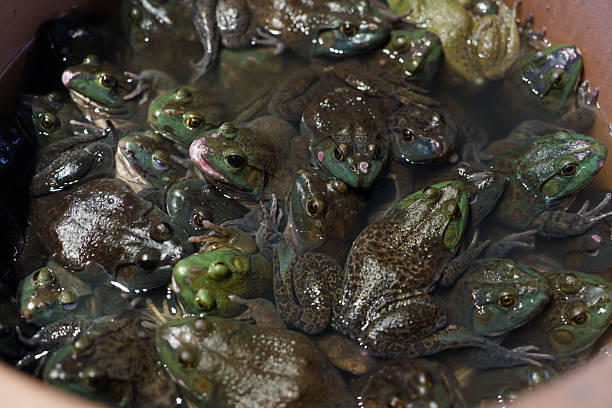 Wahner Heide, Germany. Frog swims in a pond German nature reserve Wahner Heide near Cologne. August 30, 2024