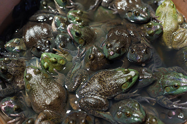 istock Bullfrog in a water tank 2240417919