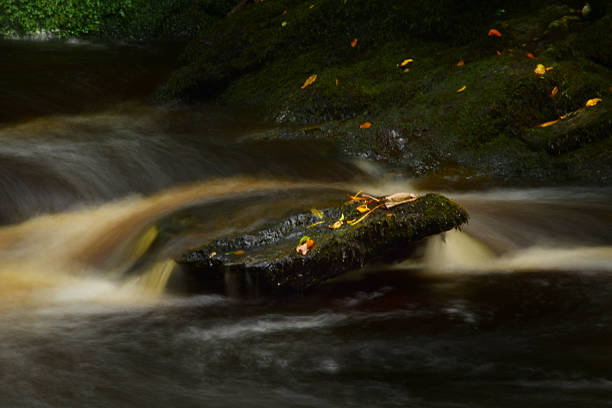 A rock in a river with autumn leaves on it. water flows over the rock like silk due to a long exposure time. The rock is in a shady area with light and shadow