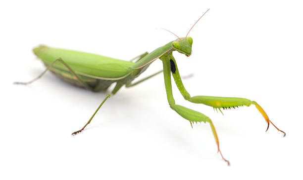 istock Green praying mantis isolated on white background 2240418930