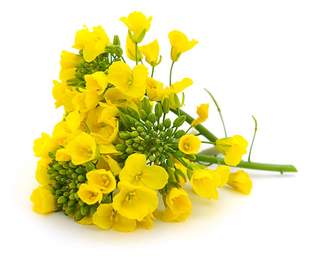 istock Rapeseed flowers isolated on white background 2240418933