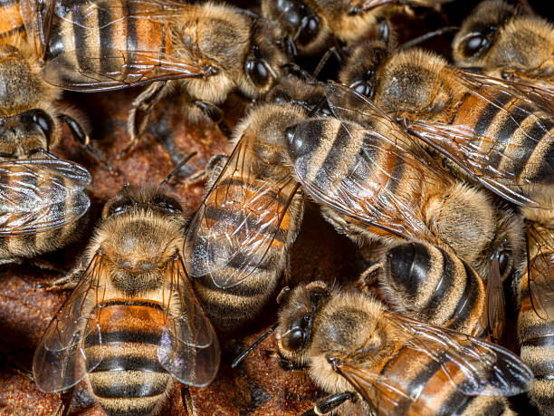 Bees in the hive