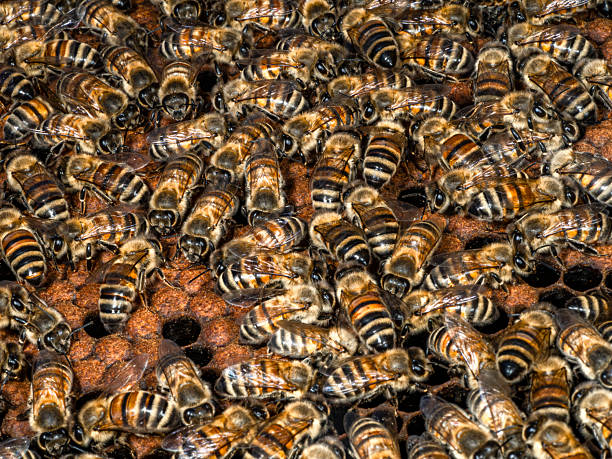 Bees in the hive