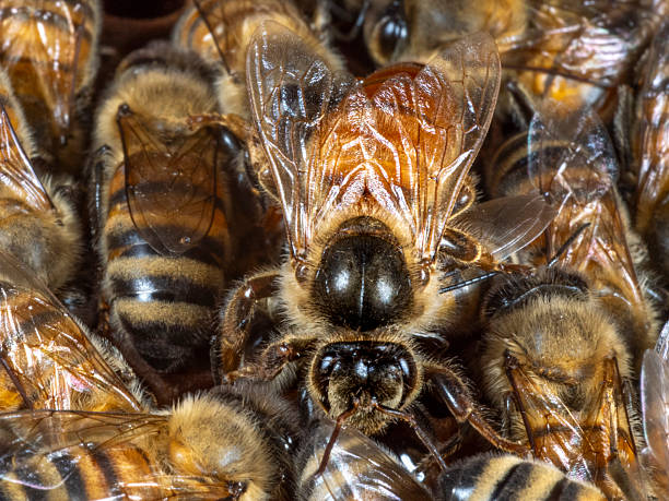 istock Queen bee in the hive 2240419188