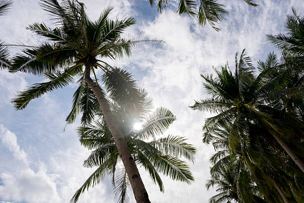 Palm trees, sun and clouds, Palawan