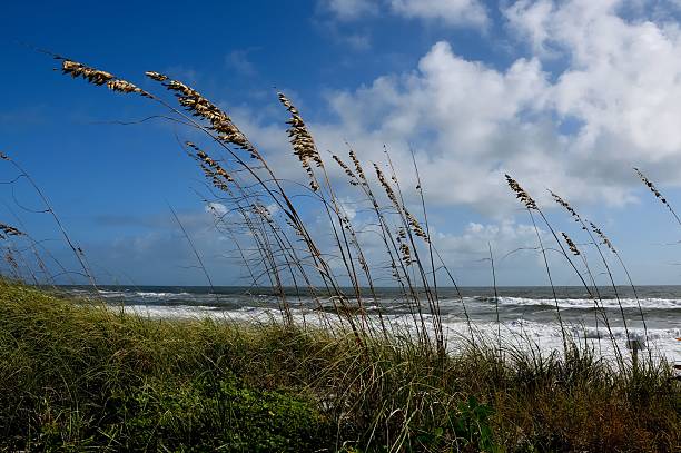 istock Sea Oats at ocean beach 2240421197