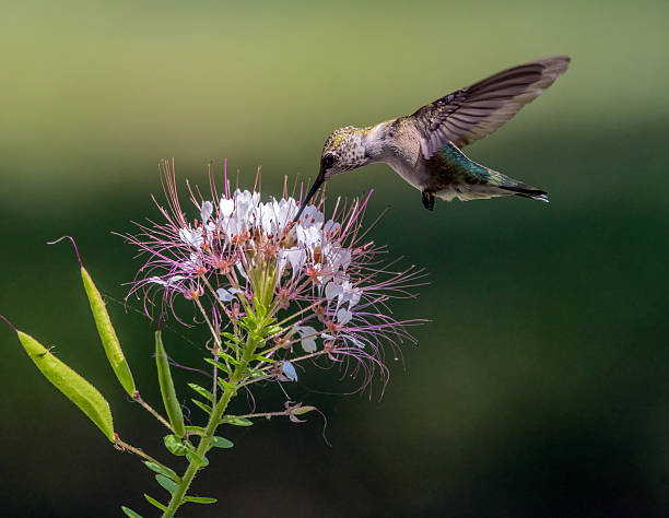 istock Ruby-throated Hummingbird in Red-whiskered Clammyweed 2240423184