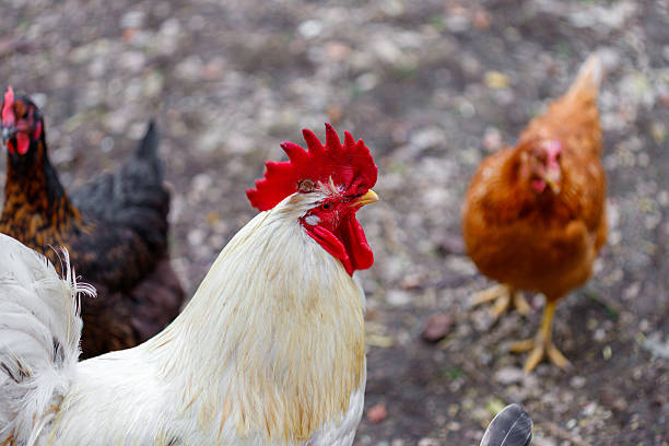 istock Rooster and Chickens on Ground 2240423936