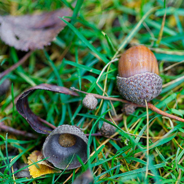 istock Acorns and Grass 2240424801