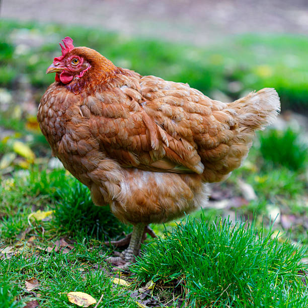 istock Brown hen standing on grass 2240424860