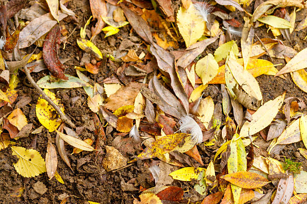A close-up, overhead view of fallen leaves and feathers scattered on dark soil, showcasing autumn colors and textures.