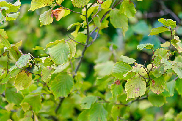 istock Branches with Green and Yellow Leaves 2240424927